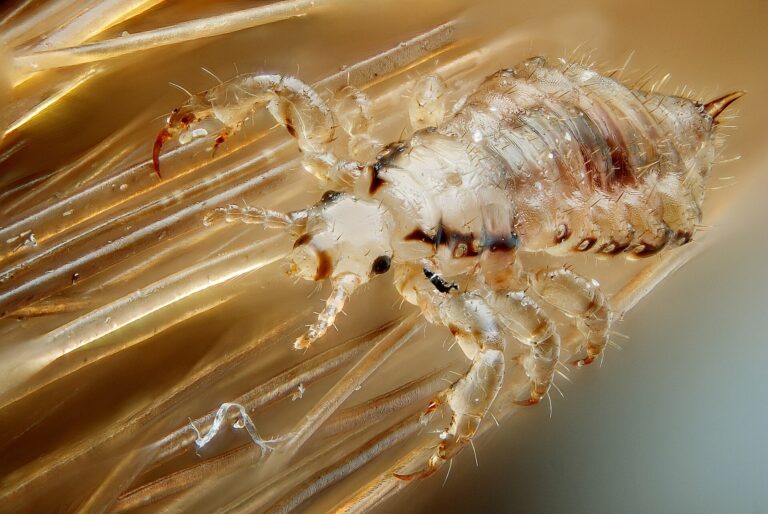 Veš dětská (Pediculus humanus capitis)