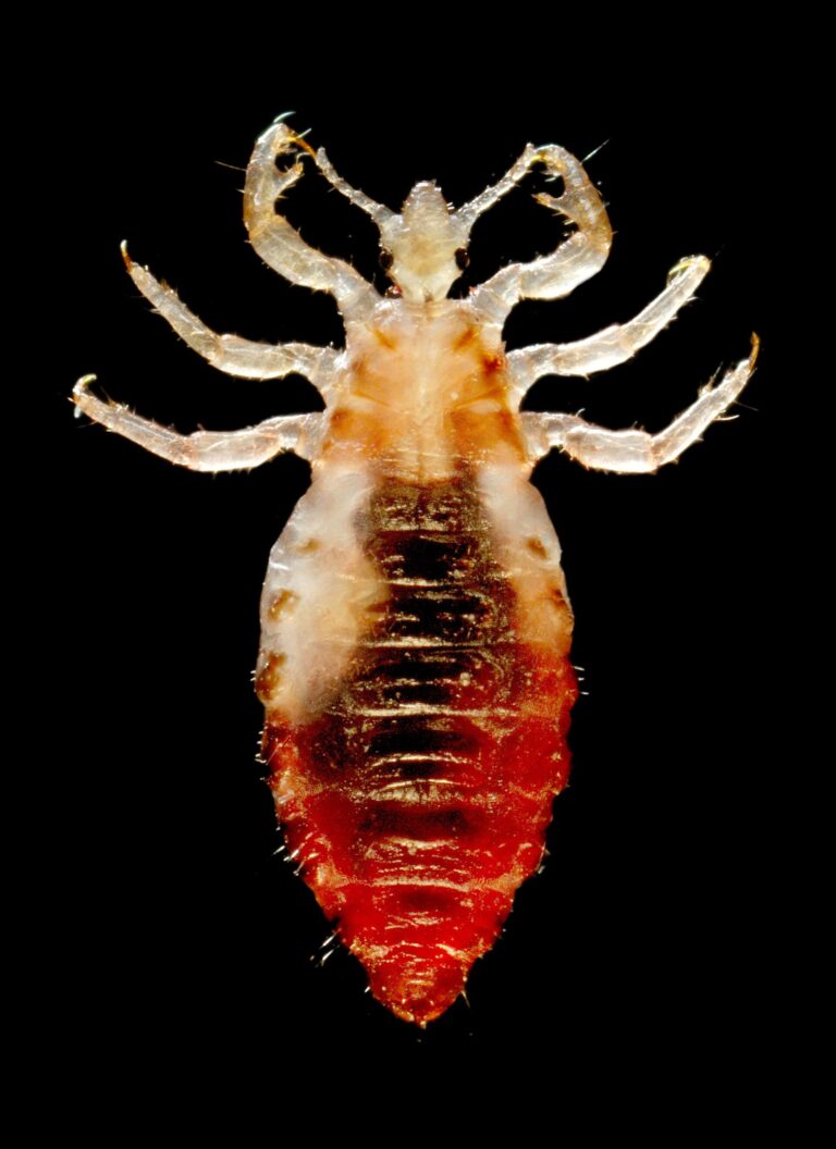 Veš šatní (Pediculus humanus humanus)