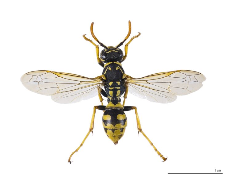 Vosík francouzský (Polistes dominula)