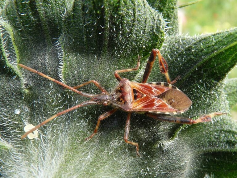 Vroubenka americká (Leptoglossus occidentalis)