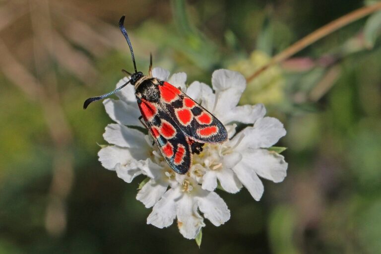 Vřetenuška ligrusová (Zygaena carniolica)