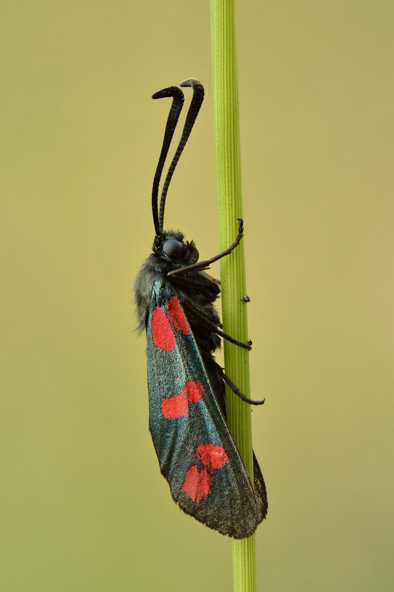 Vřetenuška obecná (Zygaena filipendulae)
