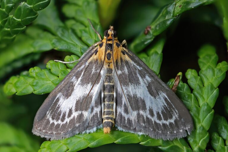 Zavíječ zahradní (Anania hortulata)