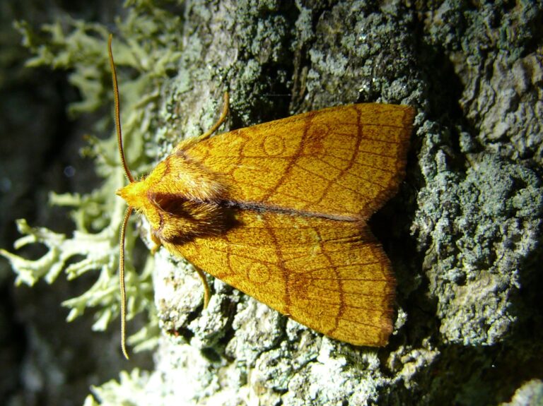 Zlatokřídlec lipový (Tiliacea citrago)