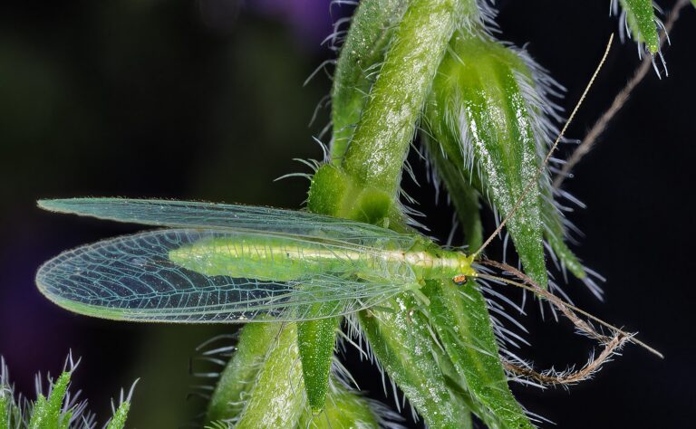 Zlatoočka obecná Zlatoočka obecná (Chrysoperla carnea)