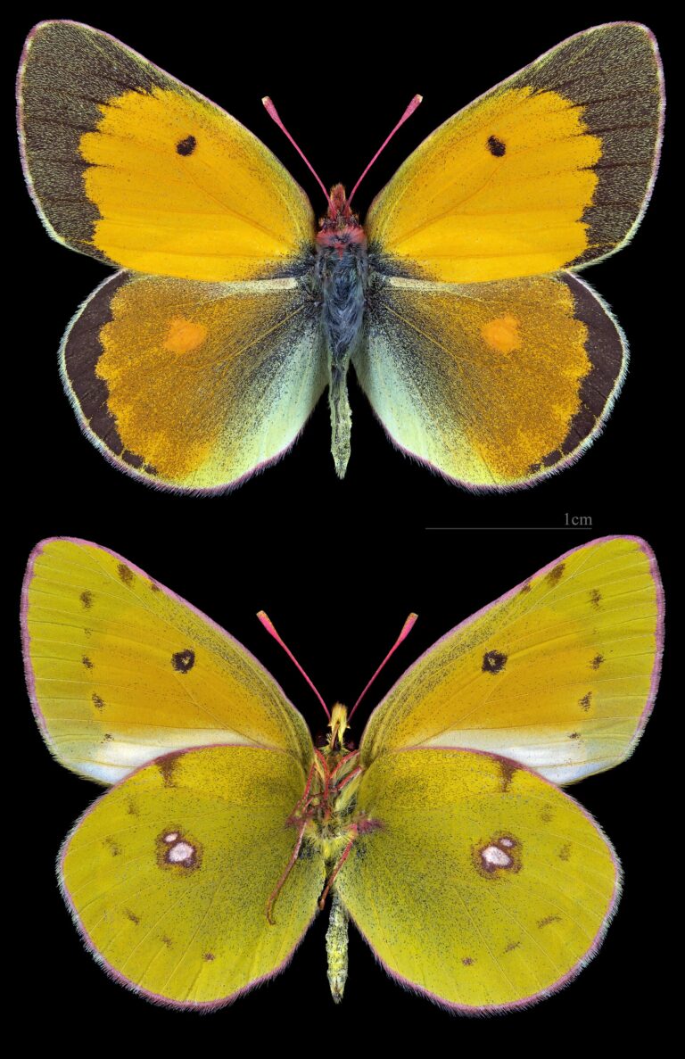 Žluťásek barvoměnný (Colias myrmidone)