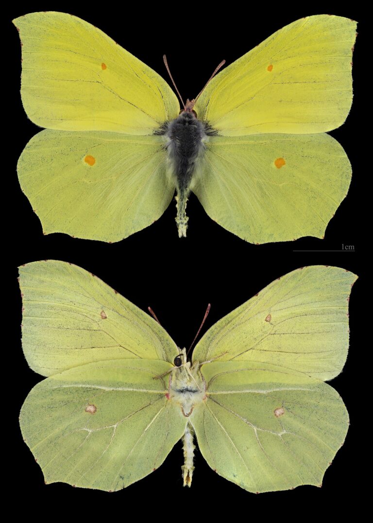 Žluťásek řešetlákový (Gonepteryx rhamni)