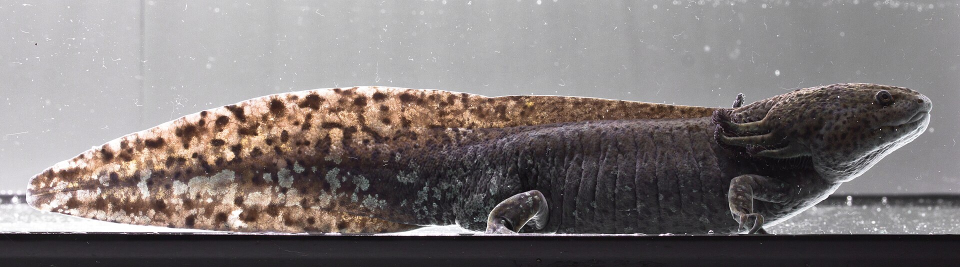 Axolotl mexický