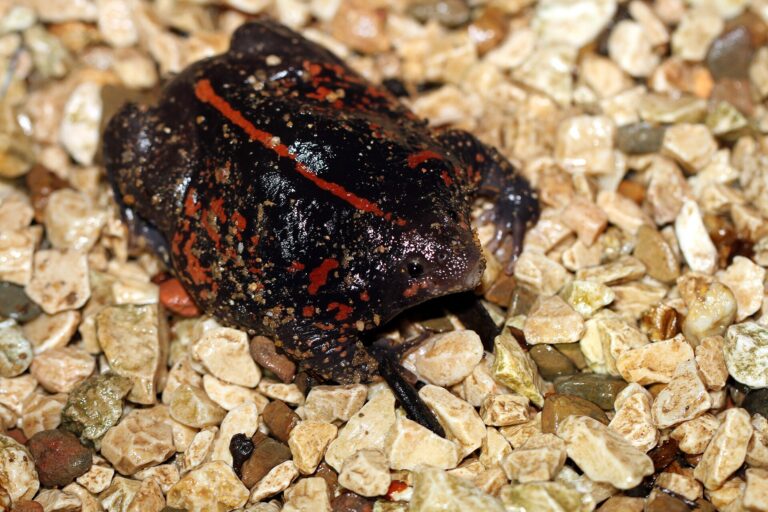 Bachratka mexická (Rhinophrynus dorsalis)