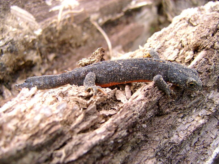 Čolek horský Čolek horský (Ichthyosaura alpestris)