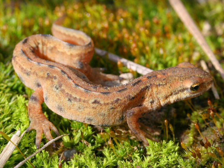 Čolek obecný (Lissotriton vulgaris)