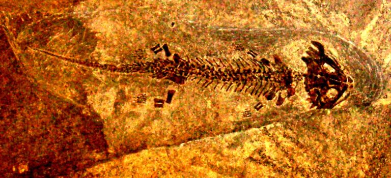 Discosauriscus Discosauriscus (Discosauriscus)