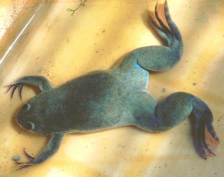 Drápatka vodní Drápatka vodní (Xenopus laevis)