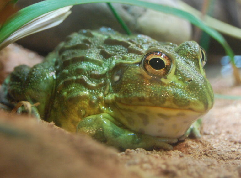 Hrabatka drsná (Pyxicephalus adspersus)