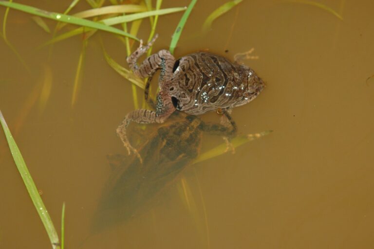 Hvízdalka nattererova (Physalaemus nattereri)