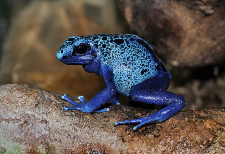Pralesnička azurová (Dendrobates azureus)