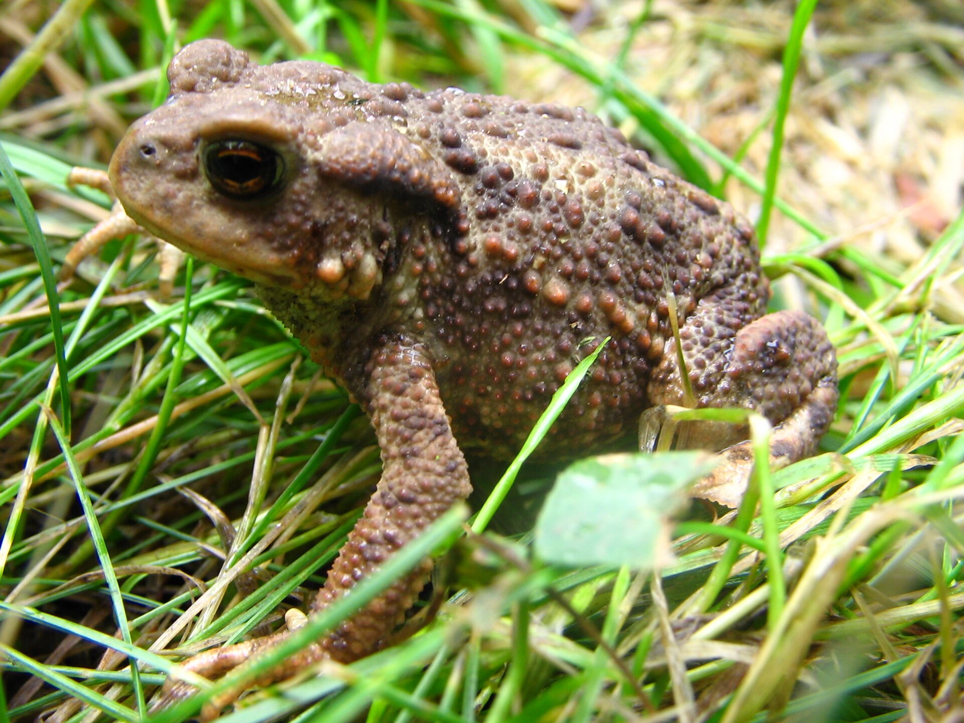 Ropucha obecná