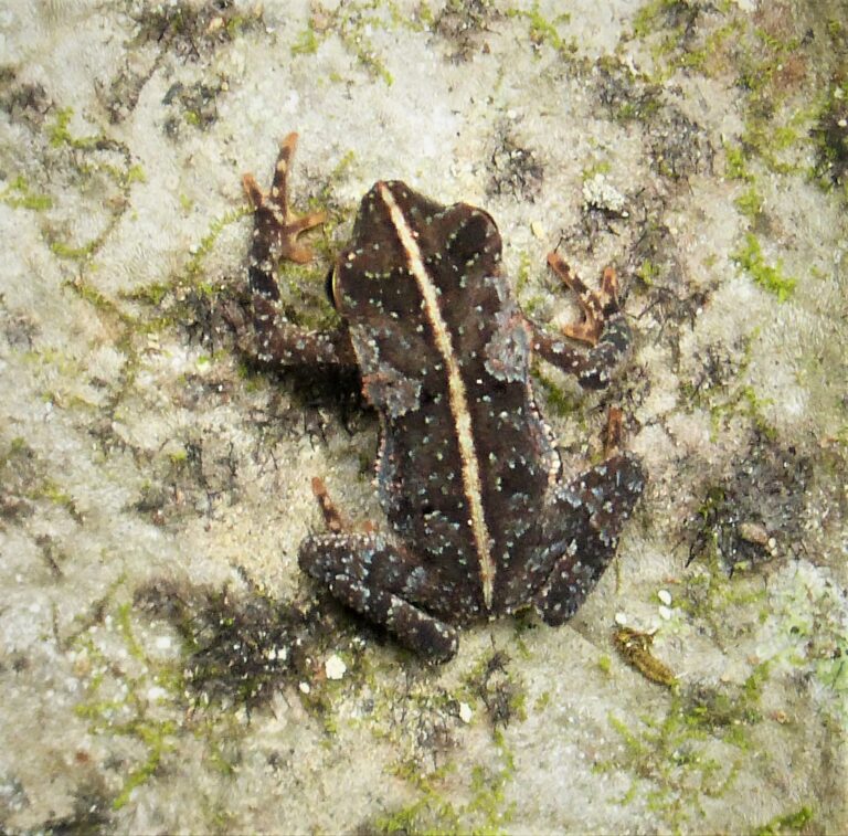 Ropucha obrovská (Rhinella marina)