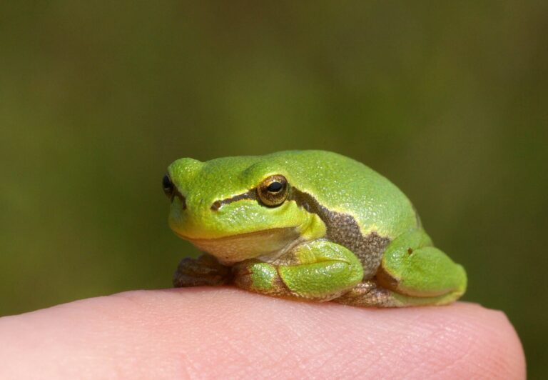 Rosnička zelená Rosnička zelená (Hyla arborea)