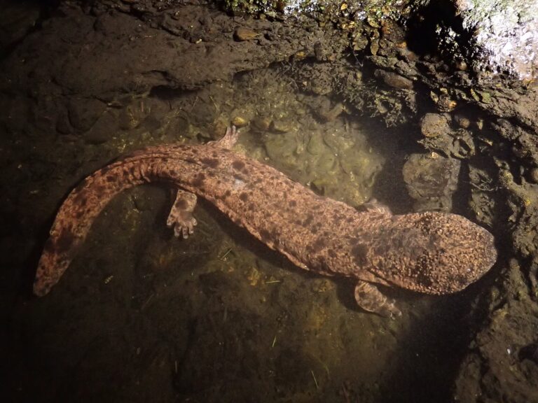 Velemlok japonský (Andrias japonicus)
