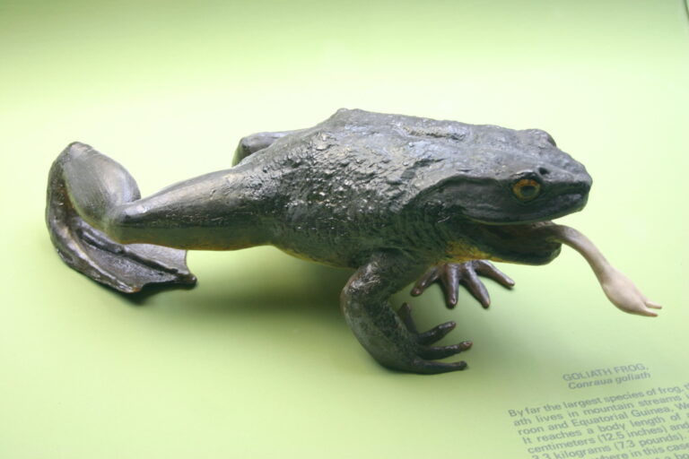 Veleskokan goliáší (Conraua goliath)