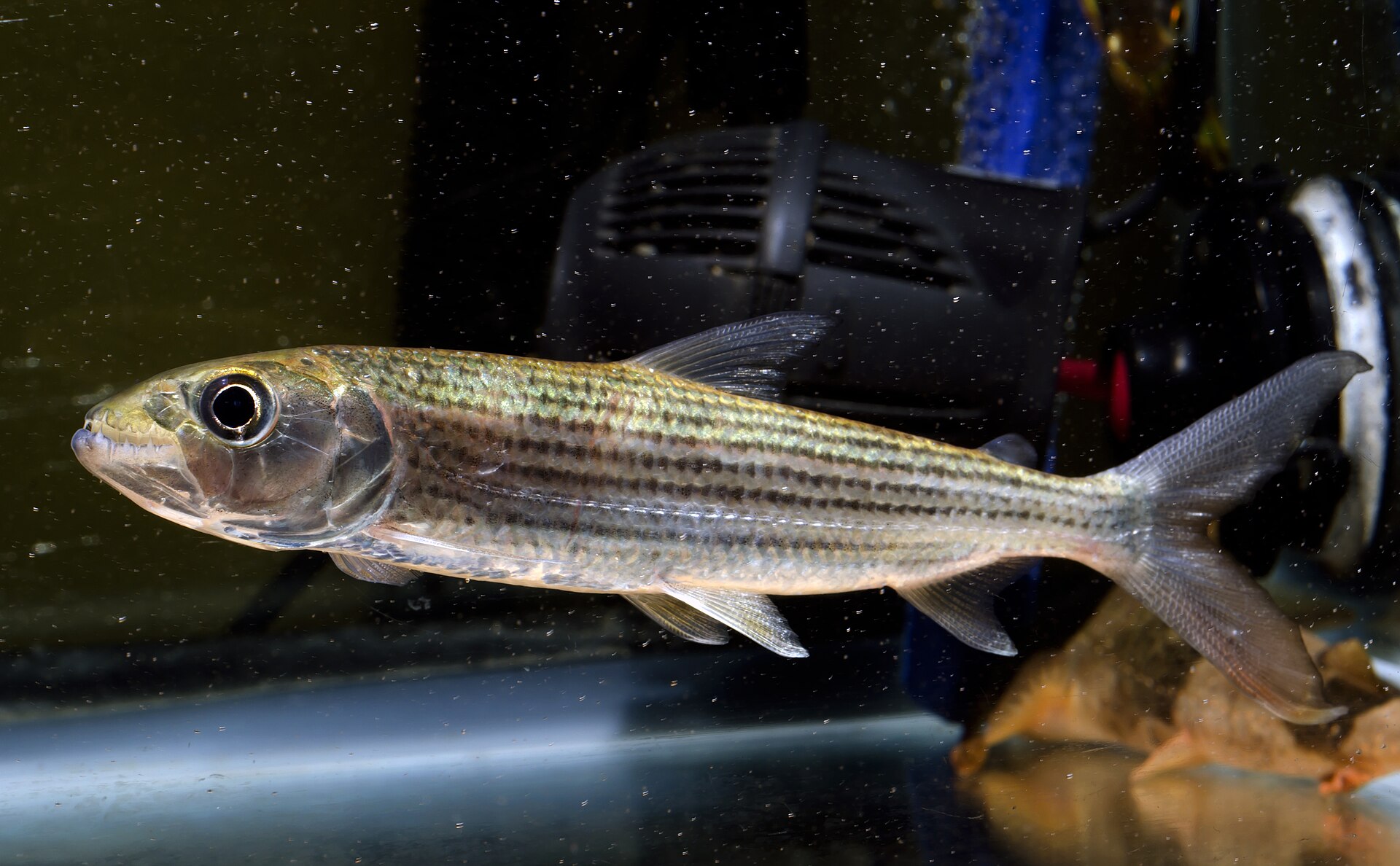 Afrotetra krátká