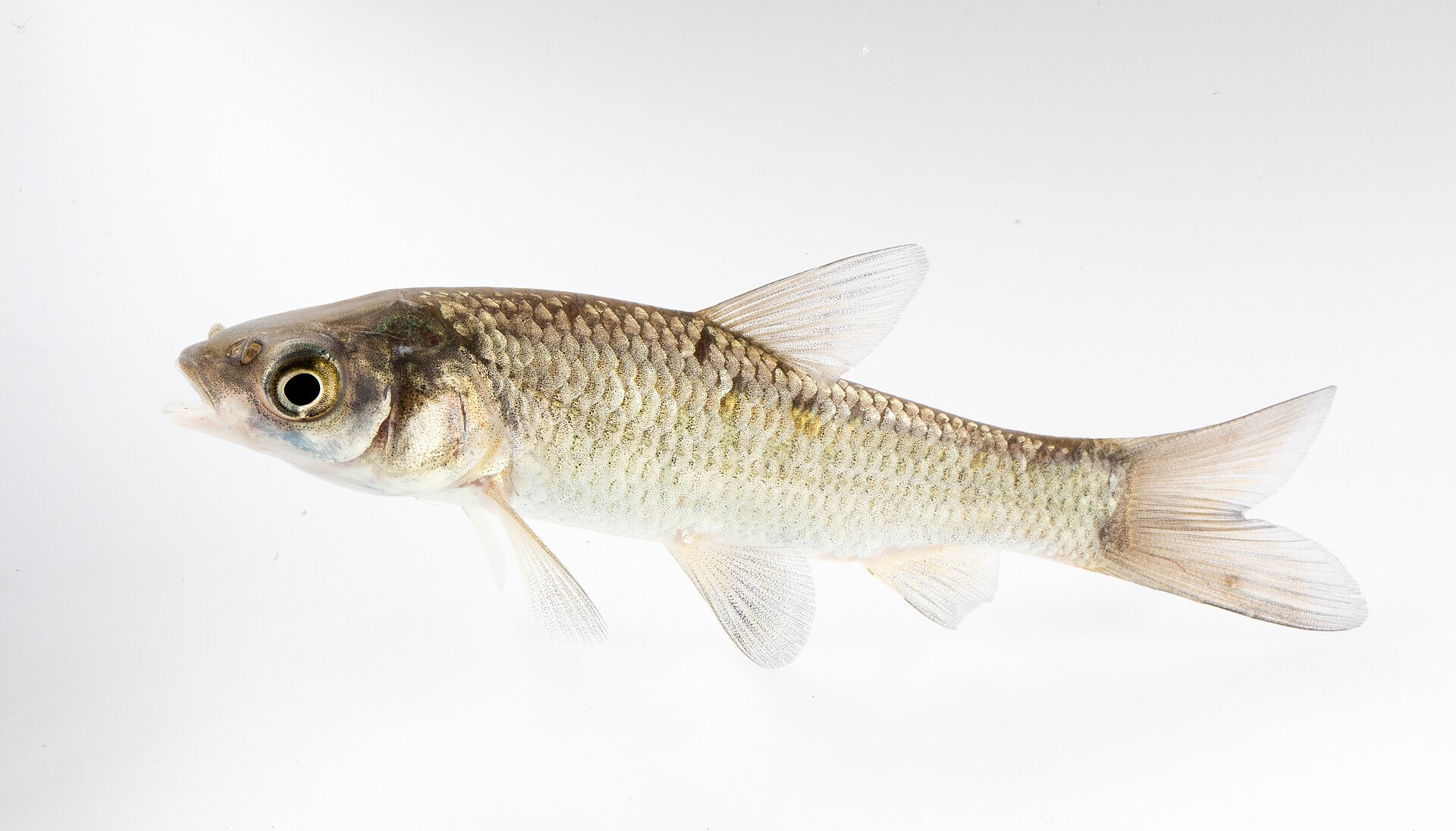 Amur černý