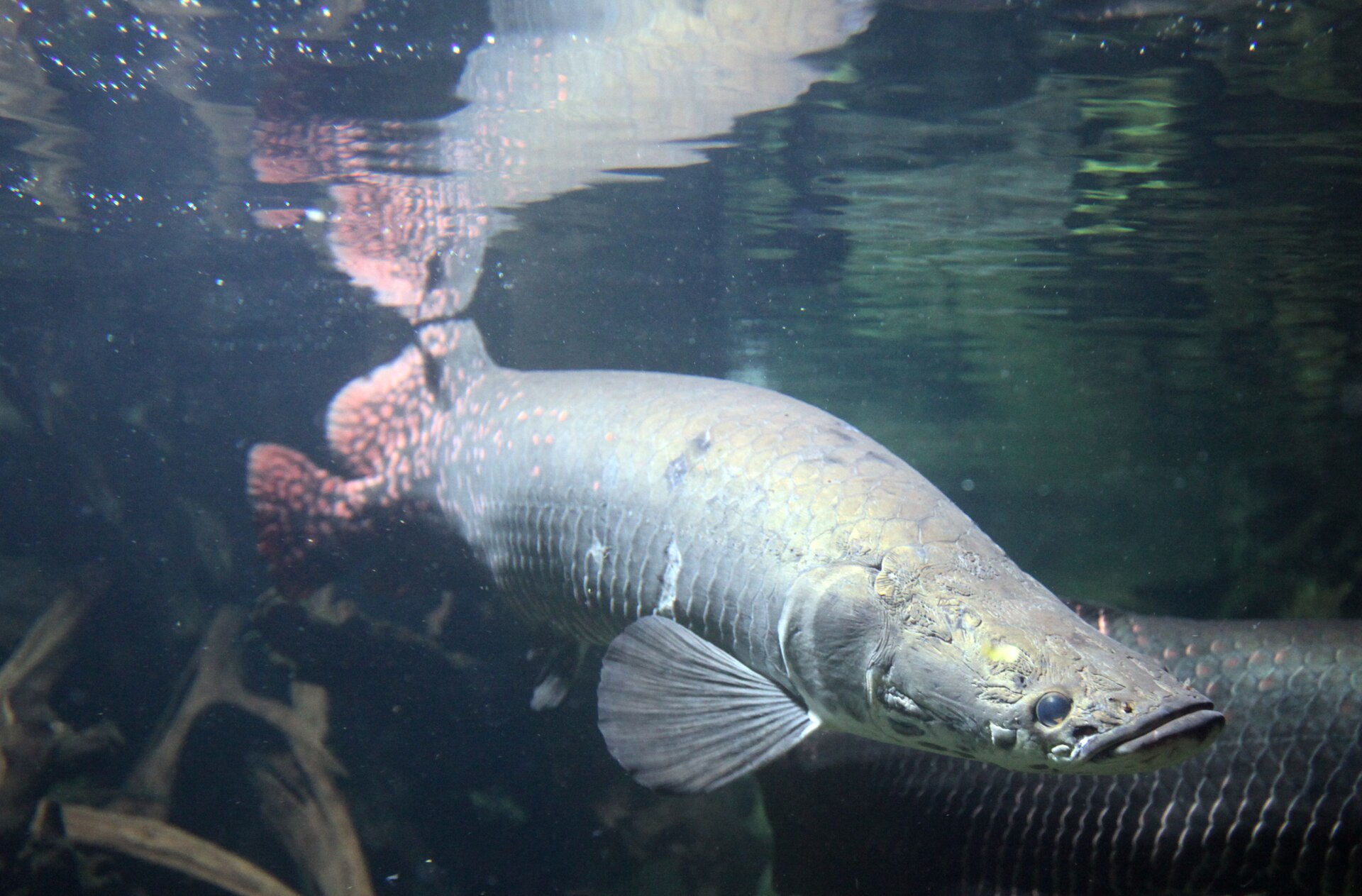 Arapaima velká