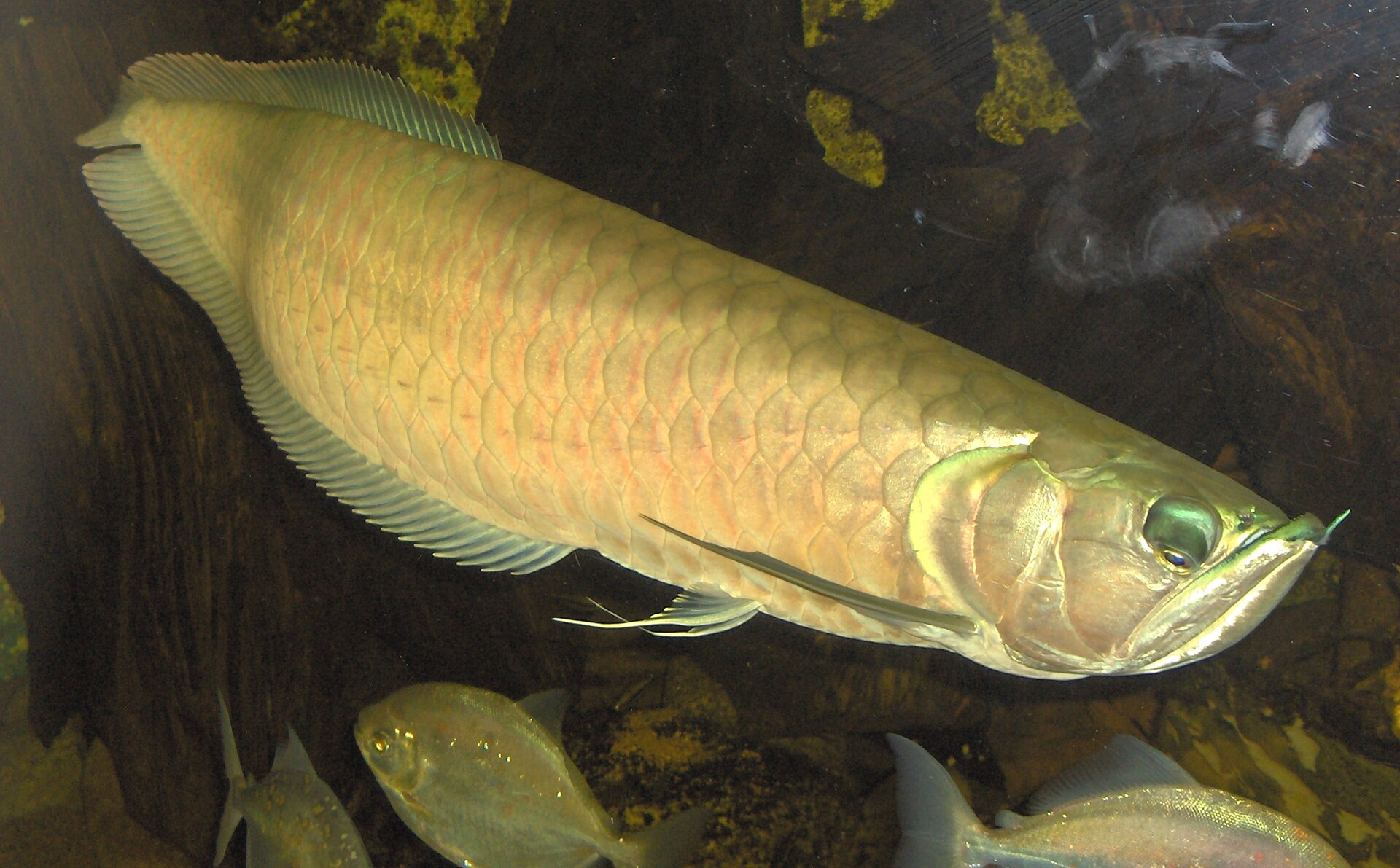 Arowana dvojvousá