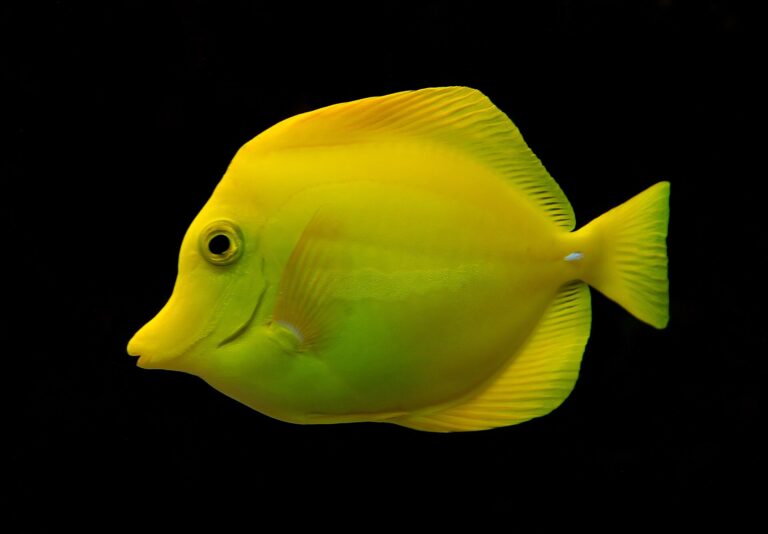 Bodlok žlutý (Zebrasoma flavescens)
