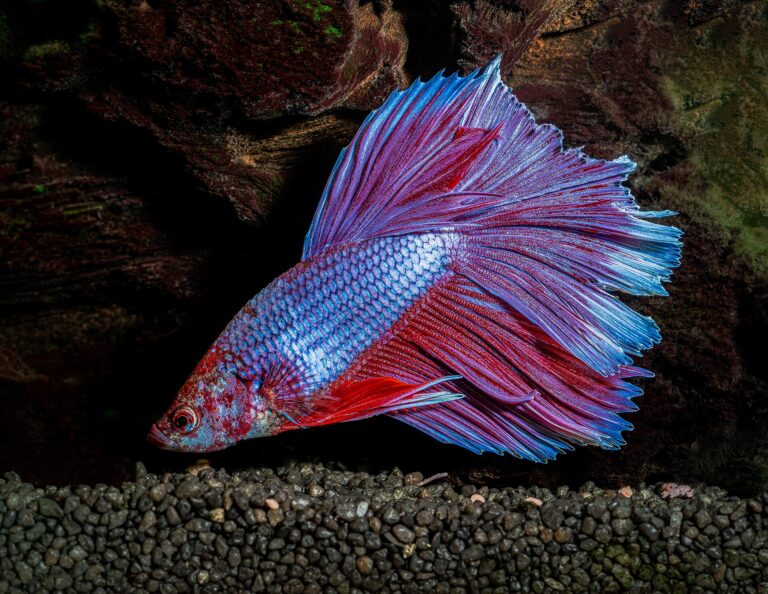 Bojovnice pestrá Bojovnice pestrá (Betta splendens)
