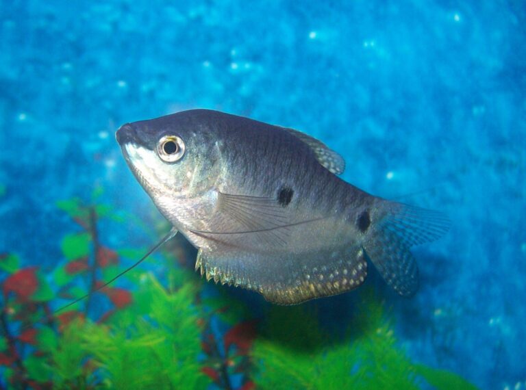 Čichavec šedý (Trichopodus trichopterus)