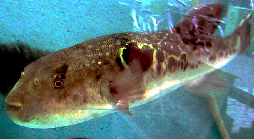 Čtverzubec fugu