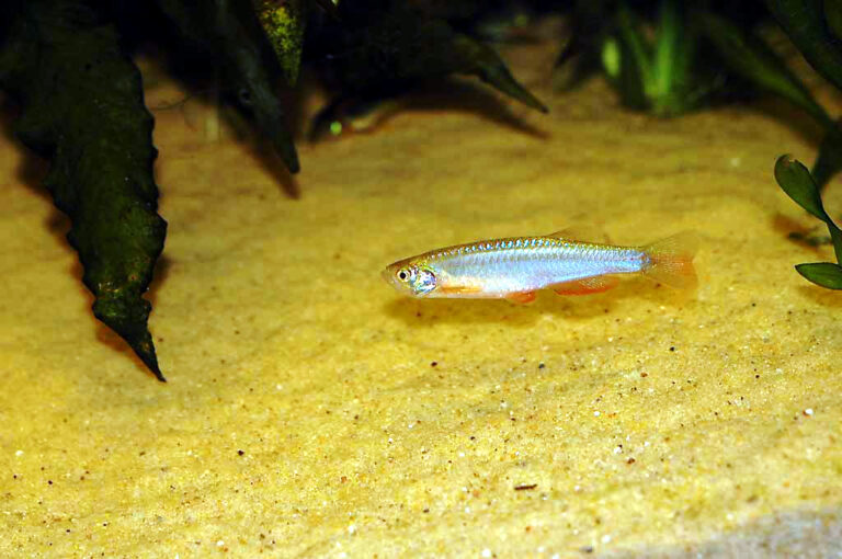 Dánio duhové (Danio albolineatus)