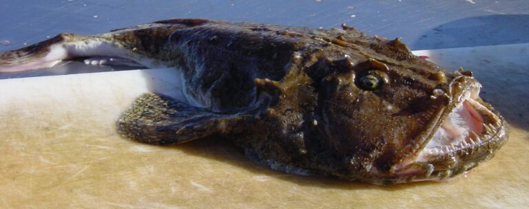 Ďas mořský (Lophius piscatorius)