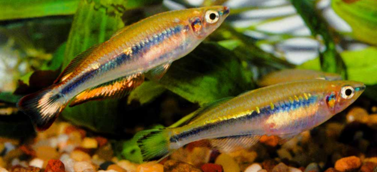 Gavúnek madagaskarský (Bedotia madagascariensis)