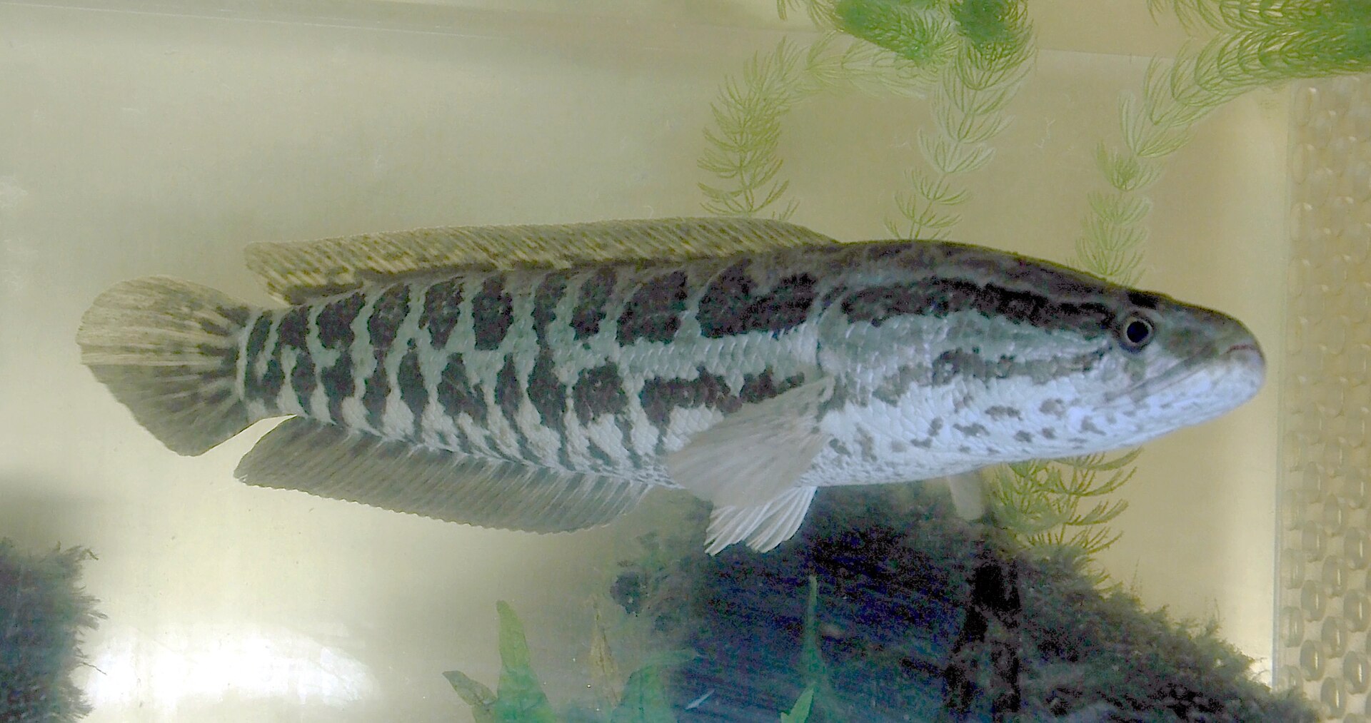 Hadohlavec skvrnitý