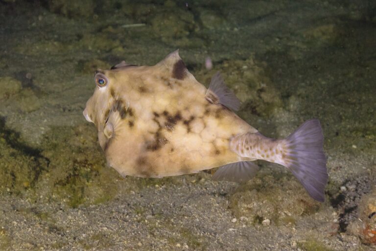 Havýš čtyřhranný Havýš čtyřhranný (Tetrosomus gibbosus)