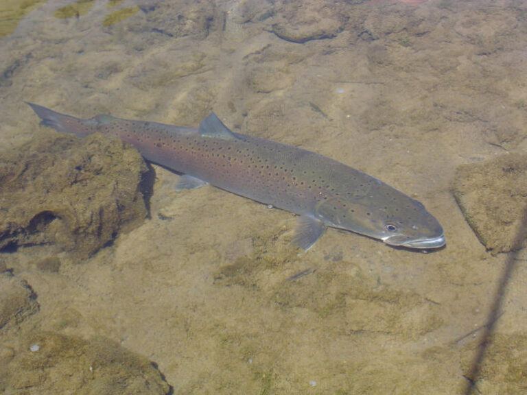 Hlavatka obecná (Hucho hucho)