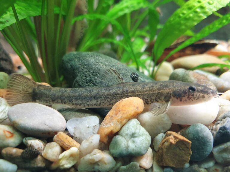Hrouzek běloploutvý (Romanogobio albipinnatus)