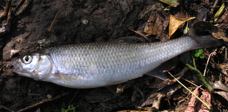 Jelec proudník (Leuciscus leuciscus)