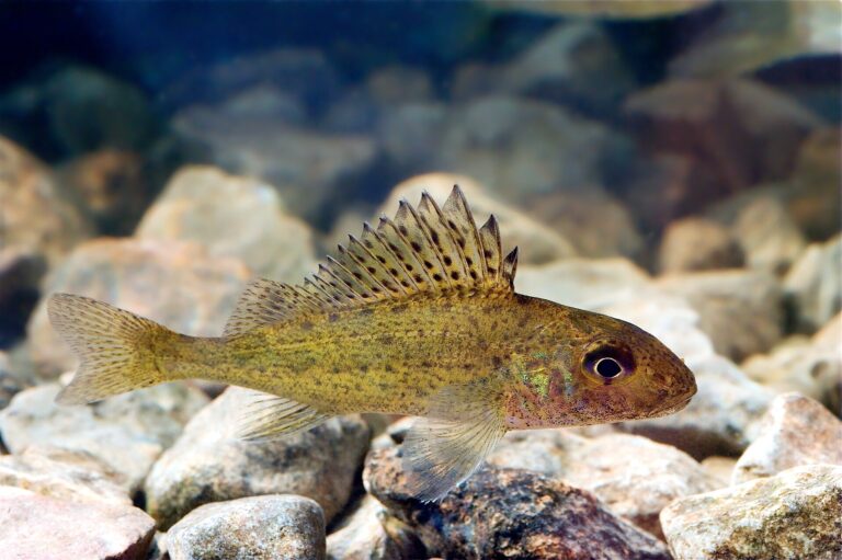 Ježdík obecný (Gymnocephalus cernuus)