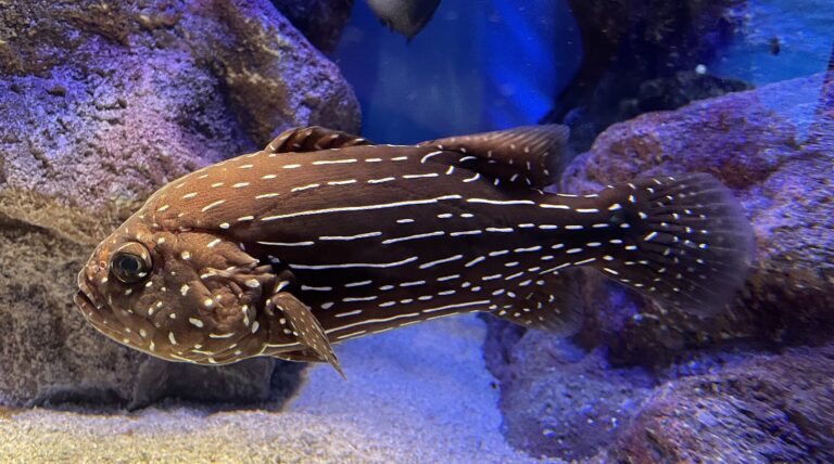 Kanic šestipruhý Kanic šestipruhý (Grammistes sexlineatus)