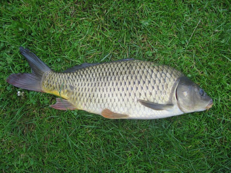 Kapr obecný (Cyprinus carpio)