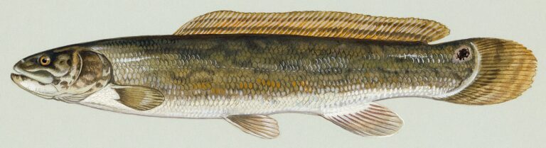 Kaproun obecný (Amia calva)