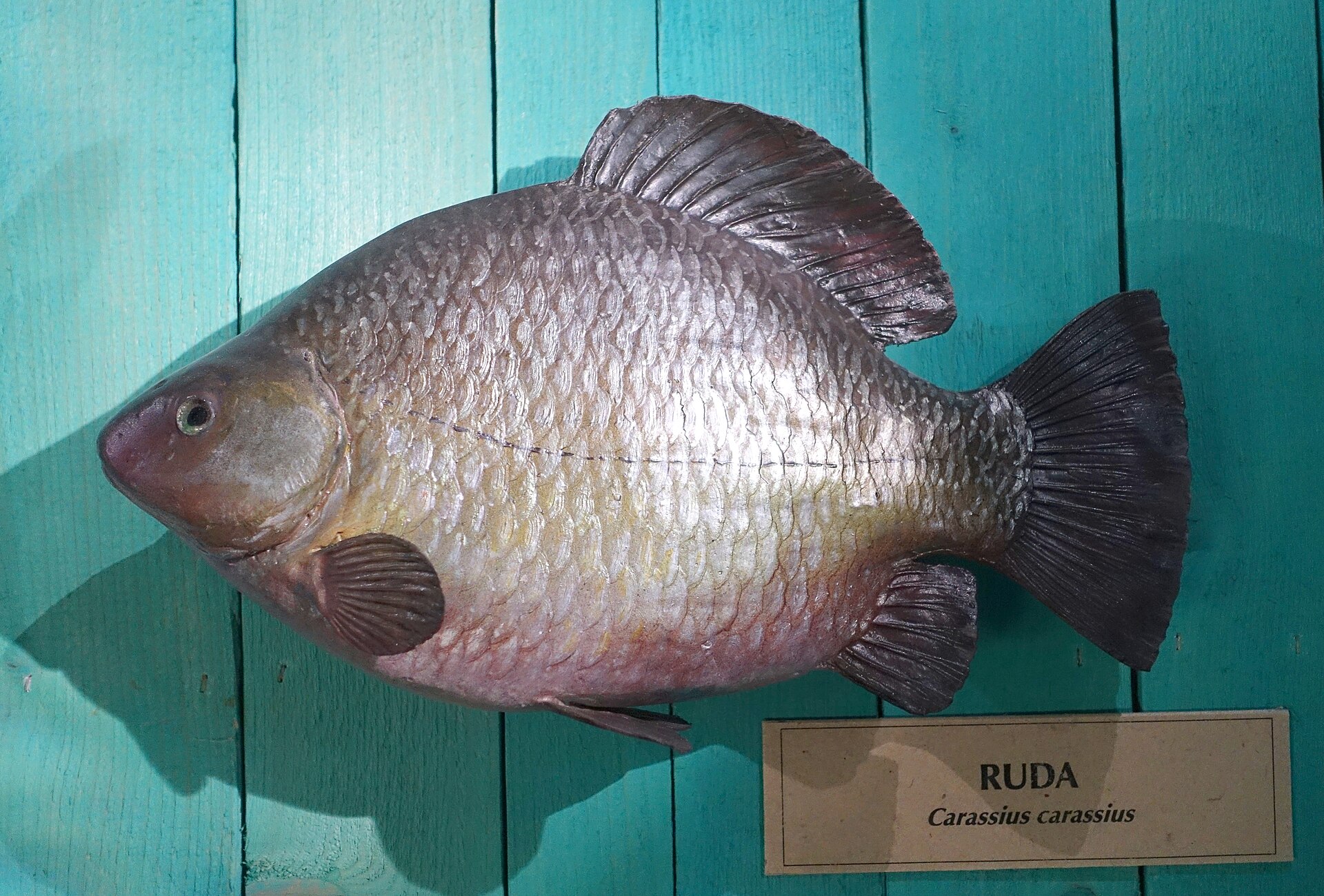 Karas obecný