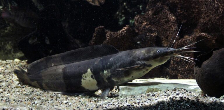 Keříčkovec žabí (Clarias batrachus)