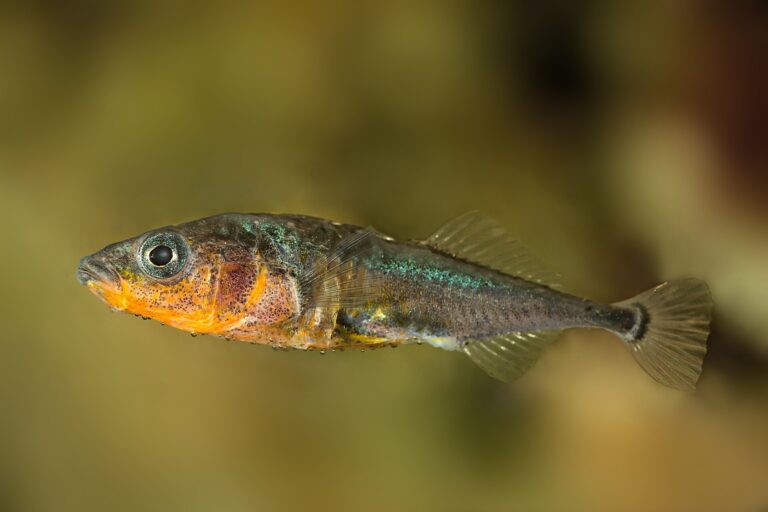Koljuška tříostná (Gasterosteus aculeatus)