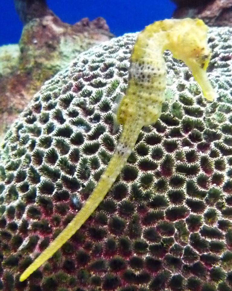 Koníček mořský (Hippocampus guttulatus)