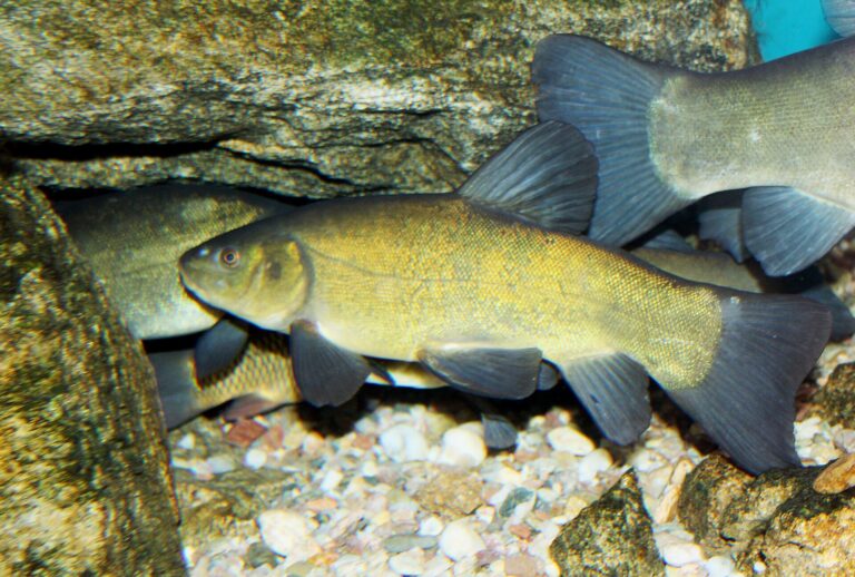 Lín obecný (Tinca tinca)